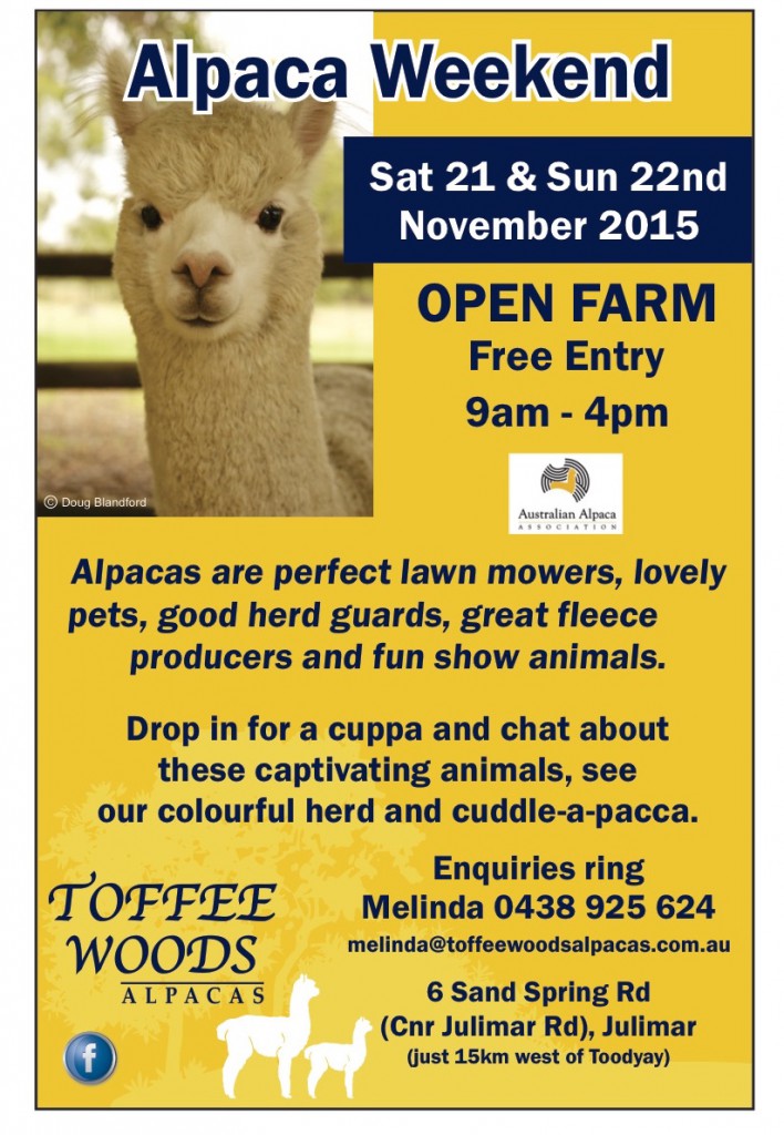 toffee alpaca weekend